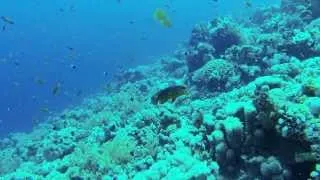 Scuba Diving Egypt Red Sea Sharm El Sheikh