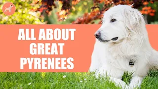 Great Pyrenees: All About This Calm, Well-Mannered & Serious Dog Breed