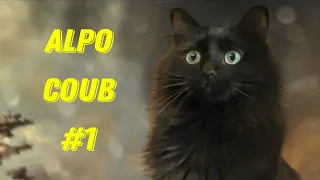 AlpoCoub #1 The Best Coub of March #1| Лучшие Приколы Марта #1