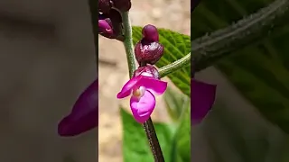 Purple bush bean sprouts are flowering