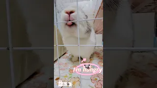 Cute bunny wants treats😋小乖想吃點心 #兔子 #rabbit  #bunny #ウサギ #うさぎ #토끼