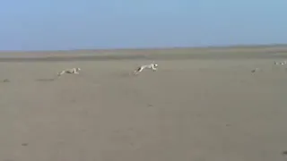 Saluki vs Springbok