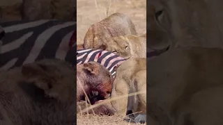 Lion Pride Takes Down Zebra! #lion #zebra #wildlife