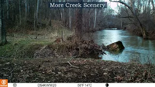 Creekside Trail Cam Footage (River Otters, Deer, Mink, Squirrels, Fox, Etc.)