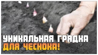 Уникальная грядка для чеснока!