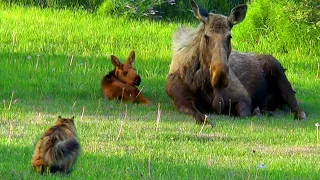 Incredible Moment: Cat Stalks Moose & New Born Calf