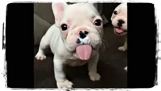 САМЫЕ МИЛЫЕ ЩЕНКИ, приколы с животными, подборка | Funny Puppies #629