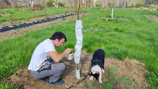 Podando los castaños de Richard, a ver si tiraron las frambuesas y los arándanos