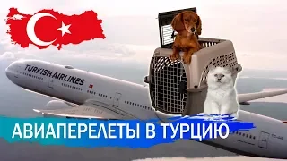 Авиаперелет в Турцию. Летим с животным.