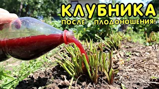 Сделайте это с клубникой в июле августе после плодоношения для супер урожая в следующем году!