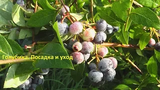 Почему мы выбрали органическое земледелие