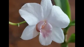РЕАНИМАЦИЯ орхидеи Дендрофаленопсис: от ПОЧКИ до ЦВЕТЕНИЯ