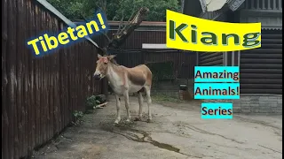 Kiang facts 🐎 Tibetan Wild Ass 🐎 Khyang 🐎 Gorkhar 🐎 largest wild Ass 🤩