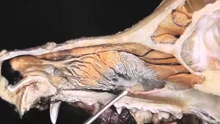 Canine Anatomy: Part Head Lab 2, 3 and 4 Deep structures and URS