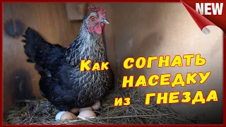 Курица села на яйца, что делать??? Как отучить наседку высиживать яйца.