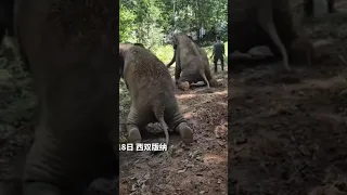 Elephants in Yunnan