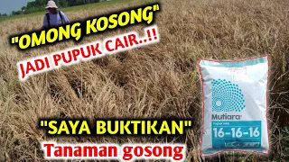 Rugi Tidak Nonton..!! Petani di bodohin Cara membuat pupuk NPK Cair