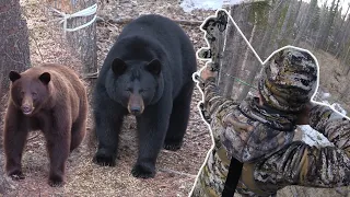 BOWHUNTING GIANT BLACK BEARS in ALBERTA S7 Ep1