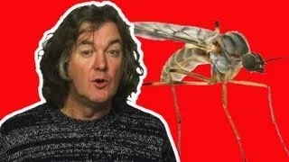 Why do Mosquitoes Prefer some people to others? | James May's Q&A | Head Squeeze