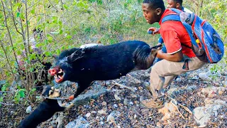 Catch And Cook Vicious Wild Boar Hog