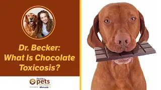 Dr. Becker: What Is Chocolate Toxicosis?
