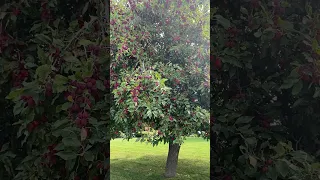 Amazing fruit tree do you know?