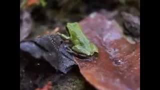 Tree Frog Glenora on Vancouver Island, BC Canada