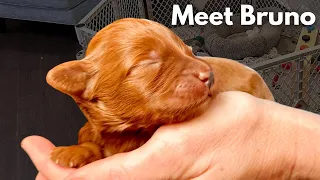 Dog Breeder Raises A Single Baby Puppy - Second Time In 8 Years!