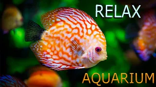 ЛУЧШИЙ АКВАРИУМ В МИРE РЕЛАКСА The best aquarium for relaxation #музыка #музыкотерапия #релаксация