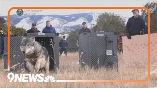 Wolf found dead in Larimer County likely killed by mountain lion