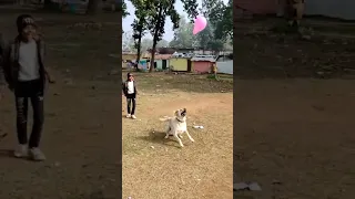 Cute dog playing with 🎈🎈🤣 🎈 #cute #lakdikikathi