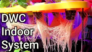 Creative Build With An Indoor DWC Hydroponics System