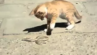 Кот против змеи / cat vs snake