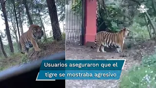 Tigre adulto y de gran tamaño, suelto en Tapalpa, Jalisco