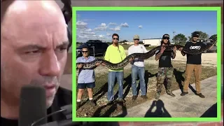 Joe Rogan | 17 Foot Python Found in the Everglades