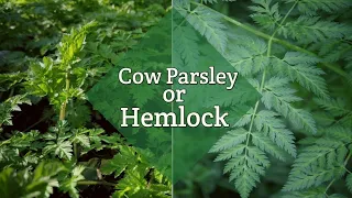 How to tell edible Cow Parsley from the poisonous Hemlock
