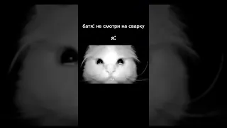 кота жалка #мемасики