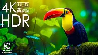 4K HDR 120FPS Video - Dolby Vision Concept