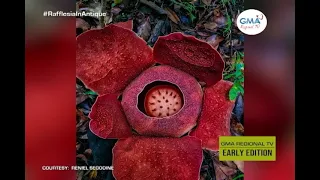 GMA Regional TV Early Edition: 'World's Largest Flower' nga Rafflesia, Makit-an sa Antique