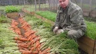 Как вырастить урожайную морковь на высоких грядках