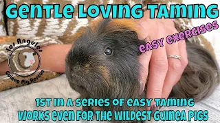 The Best Way To Tame Your Guinea Pig - Guidelines And Tricks That Work!