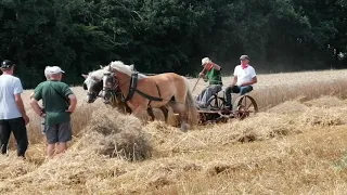 Żniwa 2019 Koniem - Koszenie Pszenicy Końmi i Kosiarką