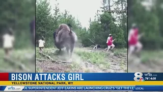 Bison injures 9-year-old Odessa girl at Yellowstone National Park