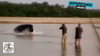 Unbelievable Hunt for Hippo in Tanzania