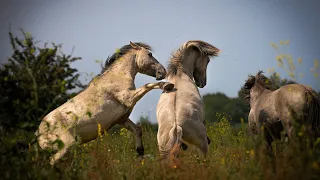 Konik horse herd on the move 🐴