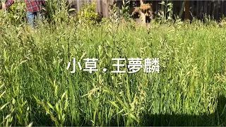小草 - 王夢麟 (歌詞)；The Grass - Wang Mon Ling (Lyrics) #王夢麟 #小草 #台灣校園民歌