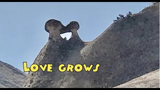 Love Grows line dance