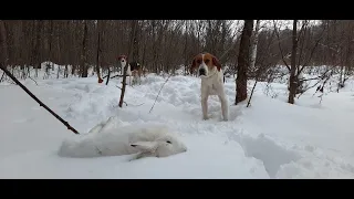 Охота с Русскими пегими гончими # 11. Добываем беляка. Закрепляем пройденный урок.