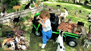 The tiny baby's incredible love for stray cats.