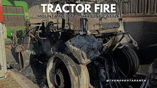 Tractor suicide and a big mountain lion.  #mountainlion ￼￼#horses #cattle #tractor